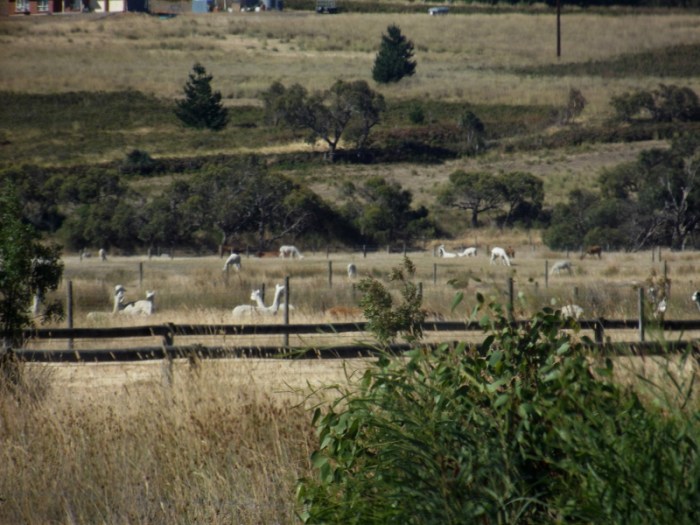 It's alpacas, all the way down ...