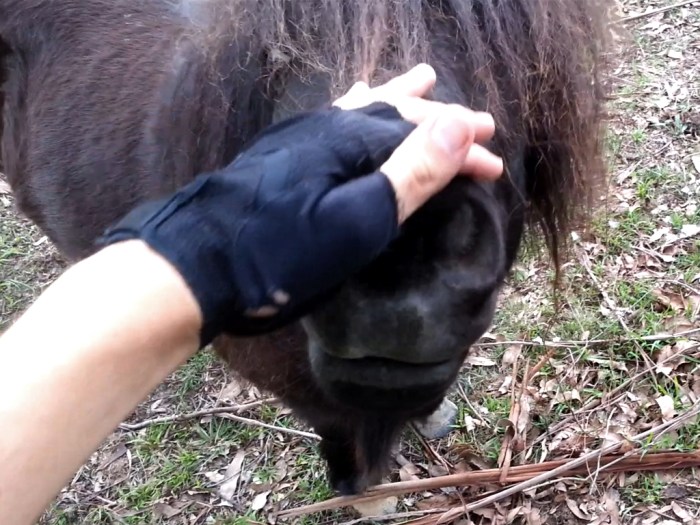 Same pony as above - took an interest in the scene!